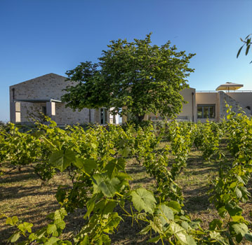 Wine Field